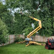 Professional Tree Removal Services in Franklin, CA