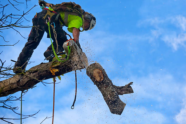 How Our Tree Care Process Works  in  Franklin, CA